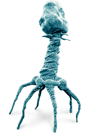 Bacteriophage DNA Virus